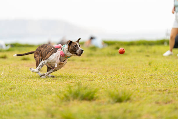 Why Your Pet Needs More Than Food: The Power of Stimulation