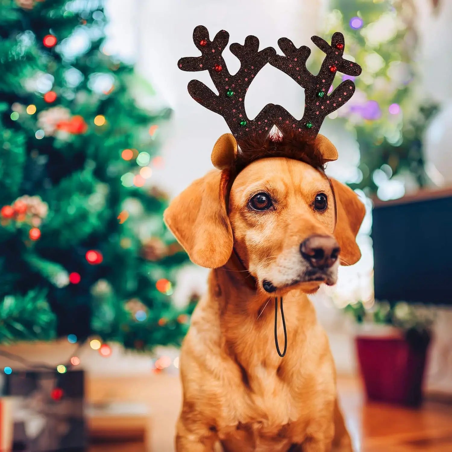 Christmas Pet Headwear